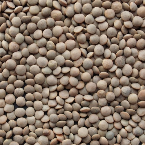 Lentille Blonde 1KG